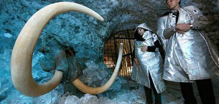 Mamuty Już Niedługo W ZOO?! Rosjanie Chcą Je Sklonować