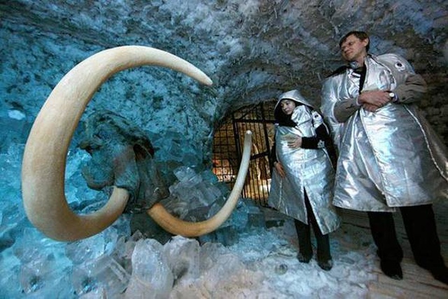 Mamuty Już Niedługo W ZOO?! Rosjanie Chcą Je Sklonować