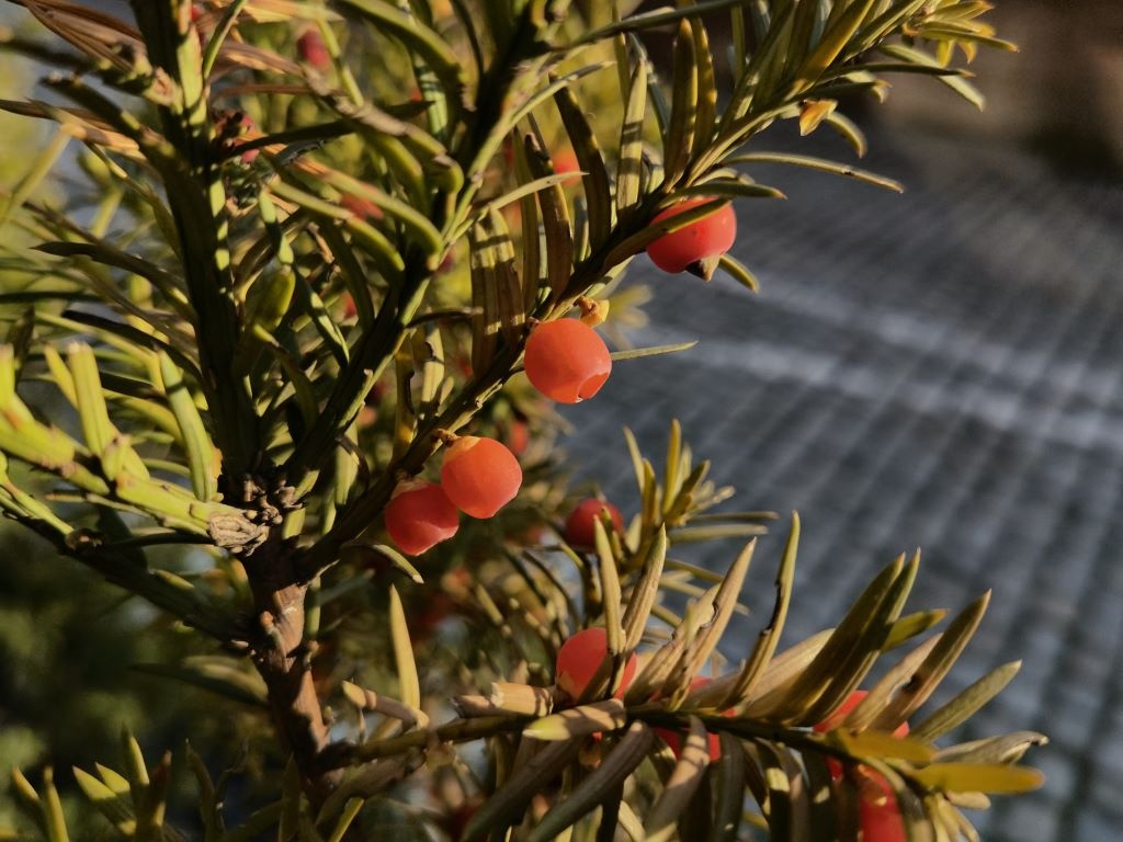 Sztuczna inteligencja w trybie rośliny na Huawei Mate 40 Pro