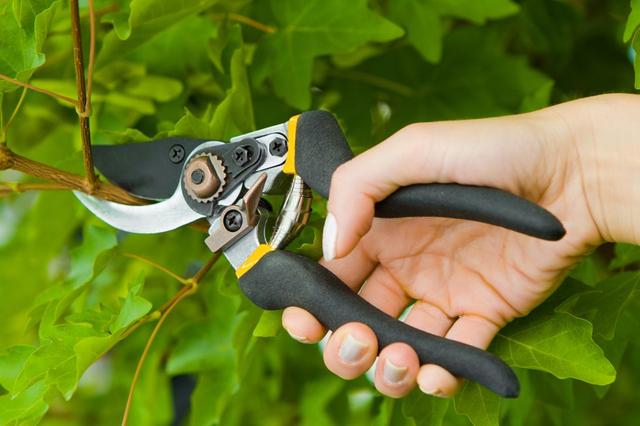 Sekatory – ogrodowa propozycja od TOPEX