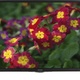 Sharp LC-32HI3122E LED 32" HD Ready