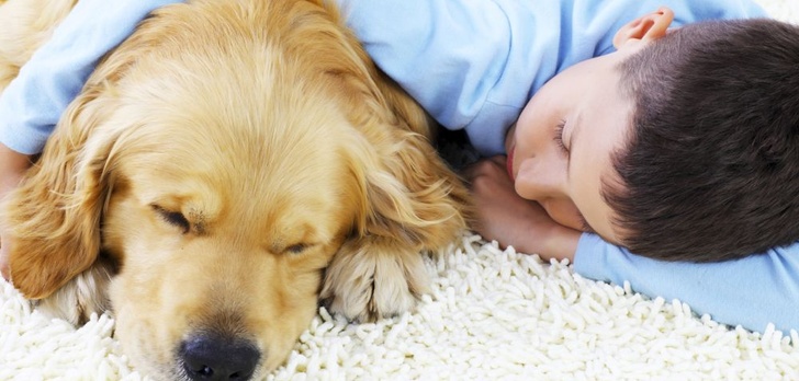 Mieszkanie z pupilem - jak usunąć sierść z dywanów