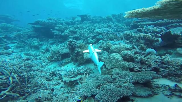 Robo-ryba pomoże odkryć tajemnice mórz i oceanów