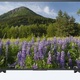 Sony BRAVIA KD-55XF7005