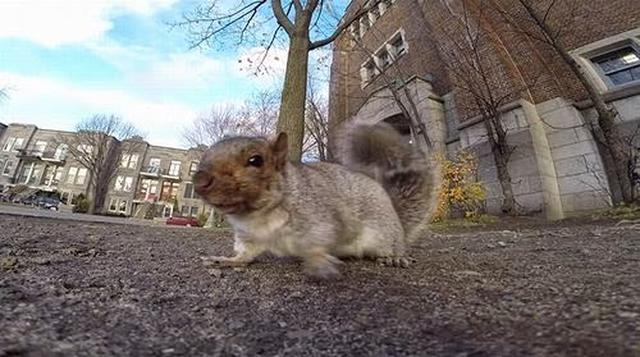 Wiewiórka Nagrała Swój Filmik Kamerką GoPro