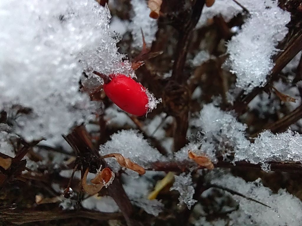 Makro ma problemy z zachowaniem naturalnych kolorów