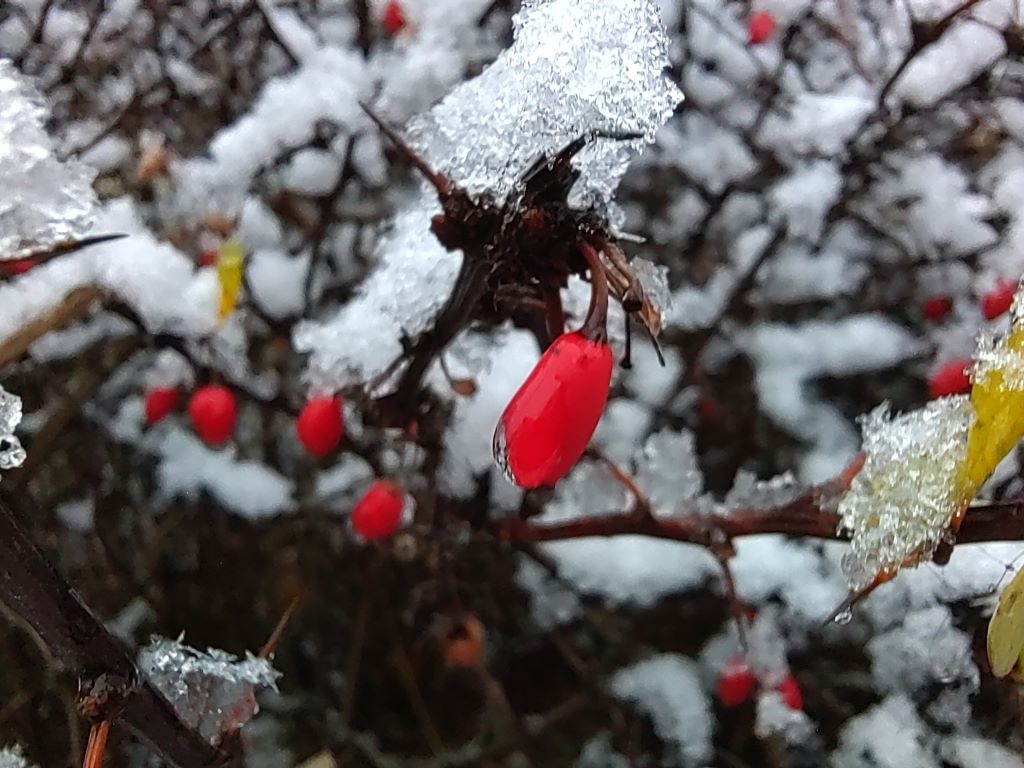 Nie da się zauważyć sporo detali na zdjęciach makro